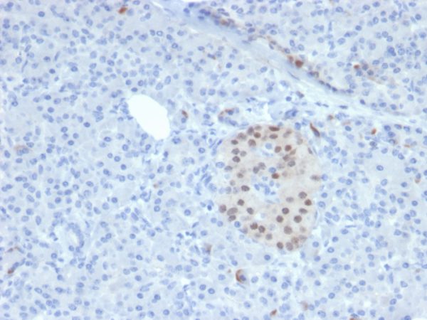 Formalin-fixed, paraffin-embedded human Pancreas stained with NKX6.1 Mouse Monoclonal Antibody (NKX61/2561).