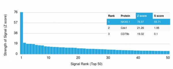 Analysis of Protein Array containing more than 19,000 full-length human proteins using NKX6.1 Mouse Monoclonal Antibody (NKX61/2561). Z- and S- Score: The Z-score represents the strength of a signal that a monoclonal antibody (MAb) (in combination with a fluorescently-tagged anti-IgG secondary antibody) produces when binding to a particular protein on the HuProtTM array. Z-scores are described in units of standard deviations (SD's) above the mean value of all signals generated on that array. If targets on HuProtTM are arranged in descending order of the Z-score, the S-score is the difference (also in units of SD's) between the Z-score. S-score therefore represents the relative target specificity of a MAb to its intended target. A MAb is considered to specific to its intended target, if the MAb has an S-score of at least 2.5. For example, if a MAb binds to protein X with a Z-score of 43 and to protein Y with a Z-score of 14, then the S-score for the binding of that MAb to protein X is equal to 29.