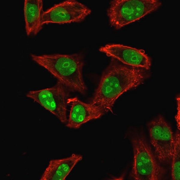 Immunofluorescence staining of HeLa cells using Nucleophosmin-Monospecific Mouse Monoclonal Antibody (NPM1/1902) followed by goat anti-mouse IgG-CF488 (green). Phalloidin counterstain.