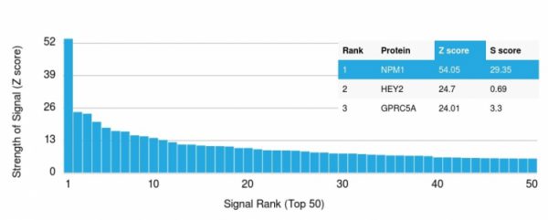 Analysis of Protein Array containing more than 19,000 full-length human proteins using Nucleophosmin-Monospecific Mouse Monoclonal Antibody (NPM1/1902)Z- and S- Score: The Z-score represents the strength of a signal that a monoclonal antibody (MAb) (in combination with a fluorescently-tagged anti-IgG secondary antibody) produces when binding to a particular protein on the HuProtTM array. Z-scores are described in units of standard deviations (SD&apos;s) above the mean value of all signals generated on that array. If targets on HuProtTM are arranged in descending order of the Z-score, the S-score is the difference (also in units of SD&apos;s) between the Z-score. S-score therefore represents the relative target specificity of a MAb to its intended target.  A MAb is considered to specific to its intended target, if the MAb has an S-score of at least 2.5. For example, if a MAb binds to protein X with a Z-score of 43 and to protein Y with a Z-score of 14, then the S-score for the binding of that MAb to protein X is equal to 29.