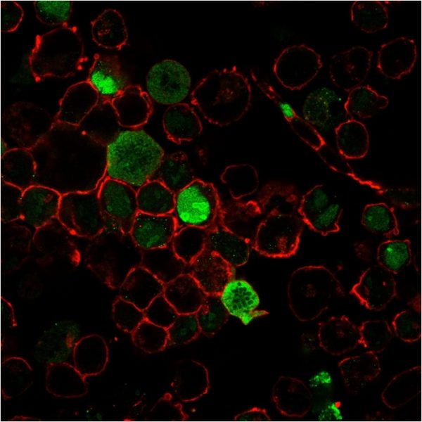 Immunofluorescence staining of K562 cells using Nucleophosmin-Monospecific Mouse Monoclonal Antibody (NPM1/3285) followed by goat anti-Mouse IgG conjugated to CF488 (green). Nuclei are stained with Reddot.