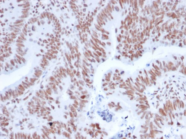 NRF1 Antibody