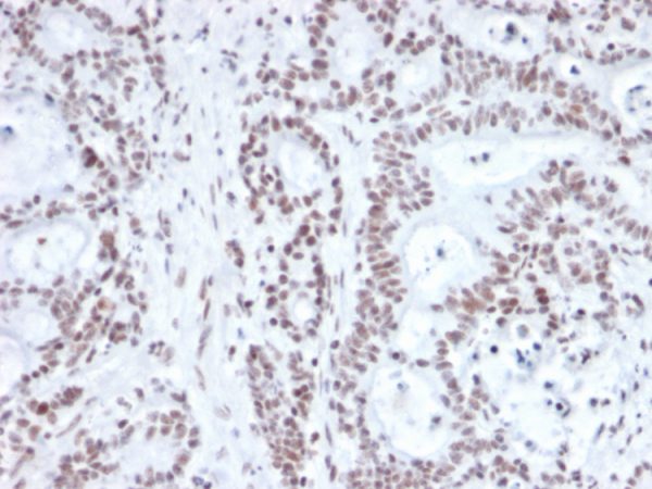 NRF1 Antibody - Image 4