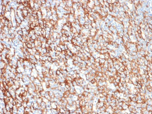 CD73 (Immuno-Oncology Target) Antibody - Image 2