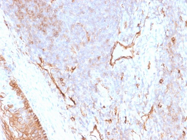 CD73 (Immuno-Oncology Target) Antibody - Image 3