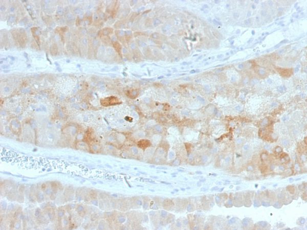 Formalin-fixed, paraffin-embedded human Kidney stained with ROR2 Mouse Monoclonal Antibody (ROR2/1912).