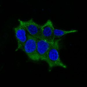 Ornithine Decarboxylase-1 Antibody in Antibody in Immunofluorescence (IF)