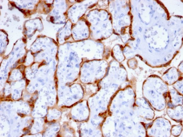 Formalin-fixed, paraffin-embedded human Placenta stained with PAPP-A Mouse Monoclonal Antibody (PAPPA/2715).