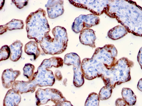 Formalin-fixed, paraffin-embedded human Placenta stained with PAPP-A Mouse Monoclonal Antibody (PAPPA/2715).