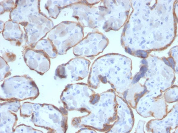 Formalin-fixed, paraffin-embedded human Placenta stained with PAPP-A Mouse Monoclonal Antibody (PAPPA/2716).