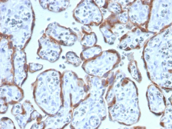 Formalin-fixed, paraffin-embedded human Placenta stained with PAPP-A Mouse Monoclonal Antibody (PAPPA/2717).