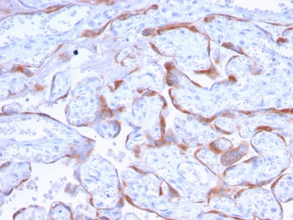 Formalin-fixed, paraffin-embedded human Placenta stained with PAPP-A Mouse Monoclonal Antibody (PAPPA/2718).