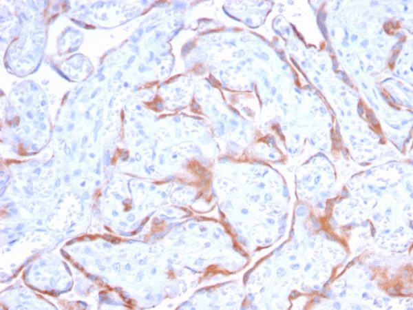 Formalin-fixed, paraffin-embedded human Placenta stained with PAPP-A Mouse Monoclonal Antibody (PAPPA/2718).