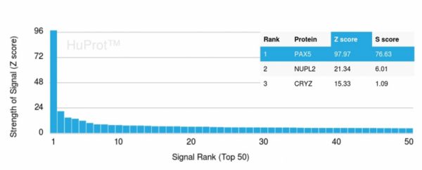 Analysis of Protein Array containing more than 21,000 full-length human proteins using PAX5 Mouse Monoclonal Antibody (PAX5/3735) Z- and S- Score: The Z-score represents the strength of a signal that a monoclonal antibody (Monoclonal Antibody) (in combination with a fluorescently-tagged anti-IgG secondary antibody) produces when binding to a particular protein on the HuProtTM array. Z-scores are described in units of standard deviations (SD&apos;s) above the mean value of all signals generated on that array. If targets on HuProtTM are arranged in descending order of the Z-score, the S-score is the difference (also in units of SD&apos;s) between the Z-score. S-score therefore represents the relative target specificity of a Monoclonal Antibody to its intended target. A Monoclonal Antibody is considered to specific to its intended target, if the Monoclonal Antibody has an S-score of at least 2.5. For example, if a Monoclonal Antibody binds to protein X with a Z-score of 43 and to protein Y with a Z-score of 14, then the S-score for the binding of that Monoclonal Antibody to protein X is equal to 29.