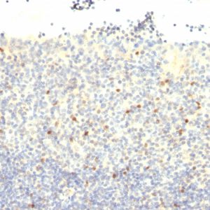 Formalin-fixed, paraffin-embedded human tonsil stained with FOXP3 Mouse Monoclonal Antibody (FXP3/197).