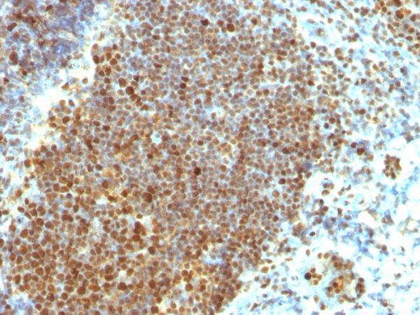 PCNA (Proliferating Cell Nuclear Antigen) (G1- & S-phase Marker) Antibody - Image 2