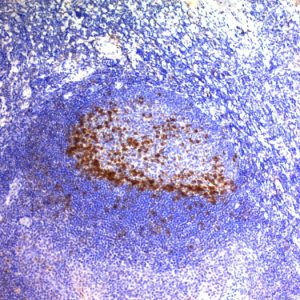 Formalin-fixed, paraffin-embedded human Tonsil stained with PD1 (CD279) Monoclonal Antibody (SPM597).