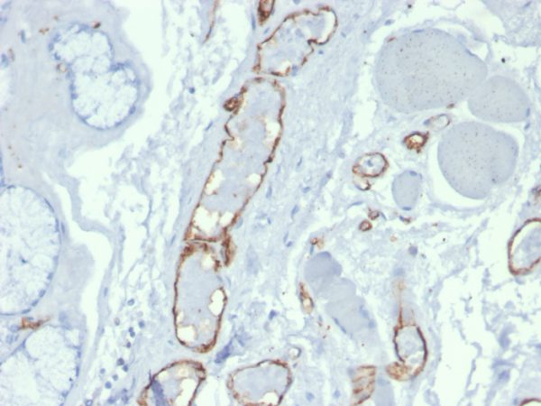 Formalin-fixed, paraffin-embedded human tonsil stained with Purified CD31 Mouse Monoclonal Antibody (PECAM1/3527).