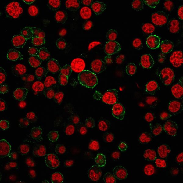 Immunofluorescence staining of Jurkat cells using CD31 Mouse Monoclonal Antibody (PECAM1/3527) followed by goat anti-Mouse IgG conjugated to CF488 (green). Nuclei are stained with Reddot
