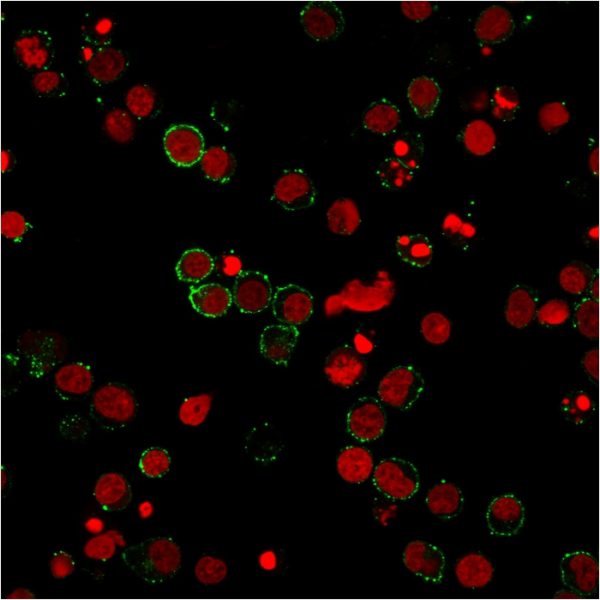 CD31 / PECAM-1 (Endothelial Cell Marker) Antibody - Image 3