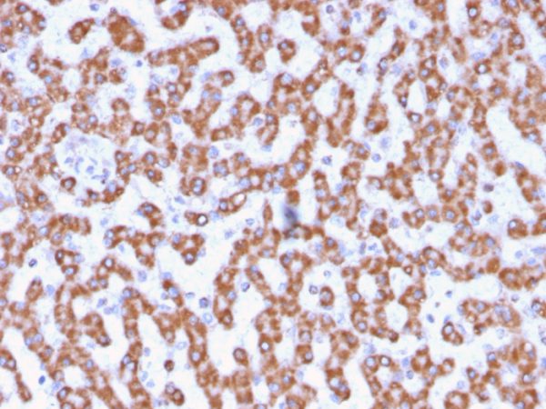 Formalin-fixed, paraffin-embedded human Liver stained with Prohibitin Mouse Monoclonal Antibody (PHB/3230).