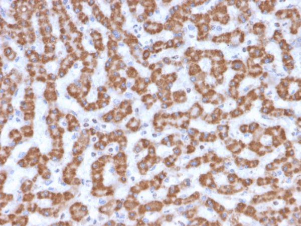 Formalin-fixed, paraffin-embedded human Liver stained with Prohibitin Mouse Monoclonal Antibody (PHB/3230).