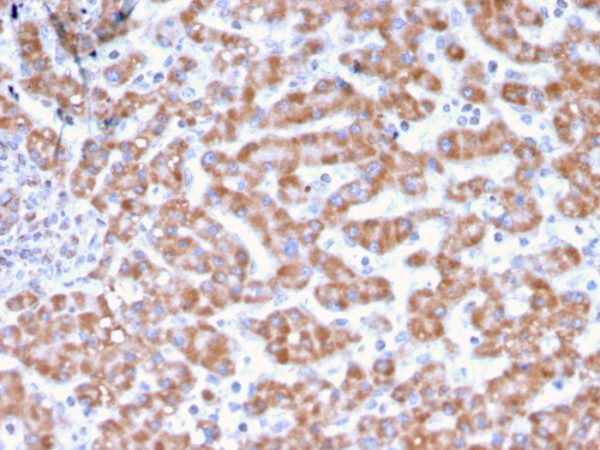 Formalin-fixed, paraffin-embedded human Liver stained with Prohibitin Mouse Monoclonal Antibody (PHB/3231).