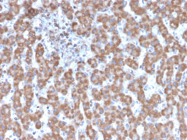 Formalin-fixed, paraffin-embedded human Liver stained with Prohibitin Mouse Monoclonal Antibody (PHB/3231).