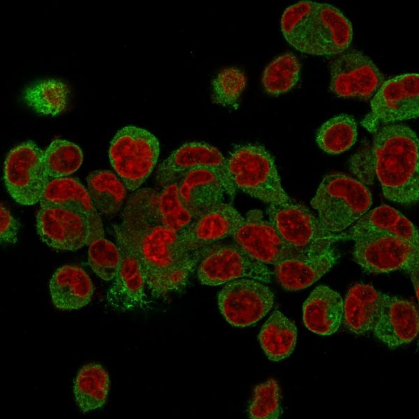 Confocal Immunofluorescence of HepG2 cells stained with Prohibitin Mouse Monoclonal Antibody (PHB/3225) labeled with CF488 (Green); Reddot is used to label the nuclei.