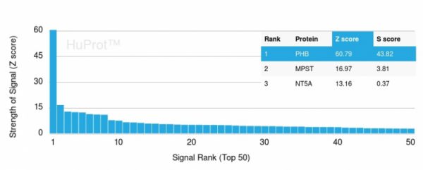 Analysis of Protein Array containing more than 19,000 full-length human proteins using Monospecific Mouse Monoclonal Antibody to Prohibitin (PHB/3193). Z- and S- Score: The Z-score represents the strength of a signal that a monoclonal antibody (MAb) (in combination with a fluorescently-tagged anti-IgG secondary antibody) produces when binding to a particular protein on the HuProtTM array. Z-scores are described in units of standard deviations (SD‚Äôs) above the mean value of all signals generated on that array. If targets on HuProtTM are arranged in descending order of the Z-score, the S-score is the difference (also in units of SD‚Äôs) between the Z-score. S-score therefore represents the relative target specificity of a MAb to its intended target. A MAb is considered to specific to its intended target, if the MAb has an S-score of at least 2.5. For example, if a MAb binds to protein X with a Z-score of 43 and to protein Y with a Z-score of 14, then the S-score for the binding of that MAb to protein X is equal to 29.