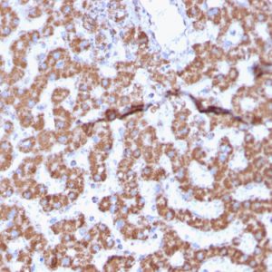 Formalin-fixed, paraffin-embedded human Liver stained with Prohibitin Mouse Monoclonal Antibody (PHB/3225).