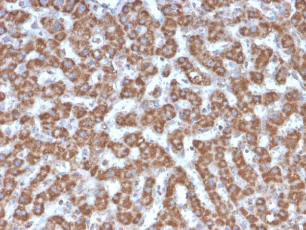 Formalin-fixed, paraffin-embedded human Liver stained with Prohibitin Mouse Monoclonal Antibody (PHB/3226).