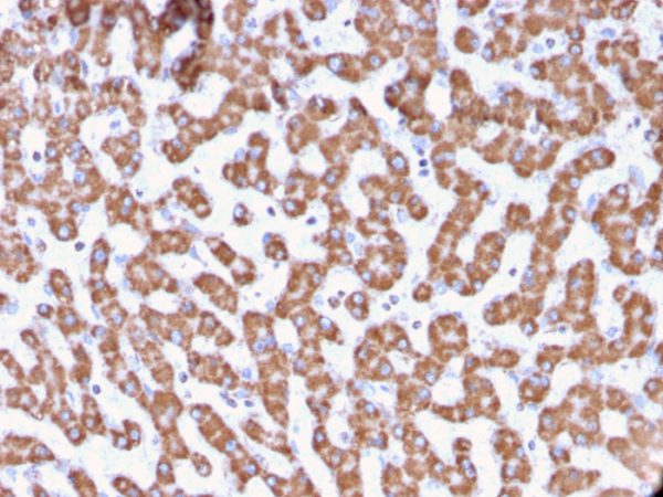 Formalin-fixed, paraffin-embedded human Liver stained with Prohibitin Mouse Monoclonal Antibody (PHB/3229).