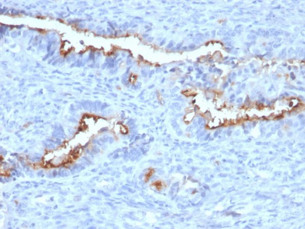 Podocalyxin (PODXL) (Hematopoietic Stem Cell Marker) Antibody - Image 2