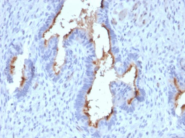 Podocalyxin (PODXL) (Hematopoietic Stem Cell Marker) Antibody - Image 2