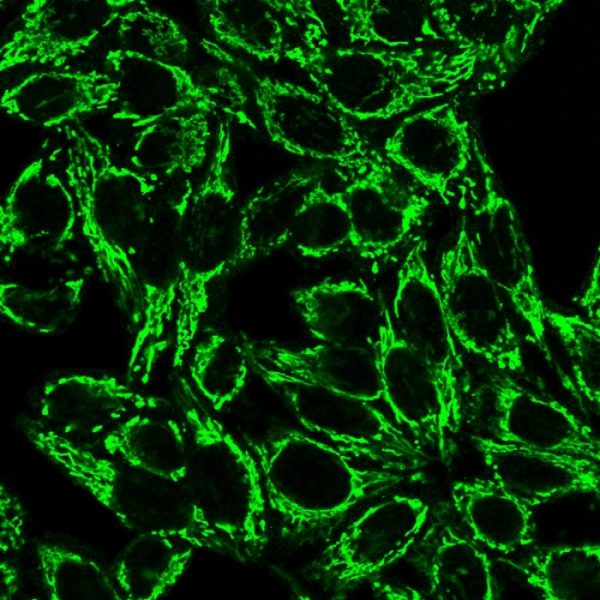 Immunofluorescence Analysis of PFA-fixed HeLa cells labeling Cytochrome C Mouse Monoclonal Antibody (6H2.B4) followed by goat anti-mouse IgG-CF488 (green).