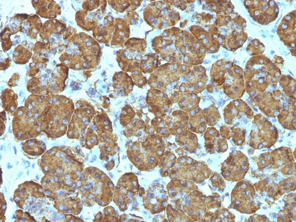 Formalin-fixed, paraffin-embedded human Pancreas stained with Cytochrome C Monoclonal Antibody (SPM389).