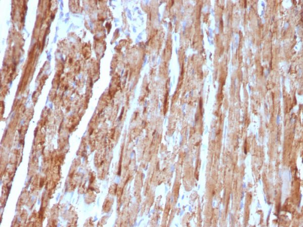 Formalin-fixed, paraffin-embedded human Heart stained with Cytochrome C Monoclonal Antibody (CYCS/1010).