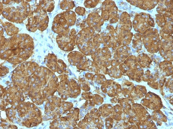 Formalin-fixed, paraffin-embedded human Pancreas stained with Cytochrome C Monoclonal Antibody (CYCS/1010).