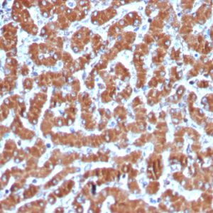 Formalin-fixed, paraffin-embedded human Liver stained with Cytochrome C Recombinant Rabbit Monoclonal Antibody (CYCS/3128R).