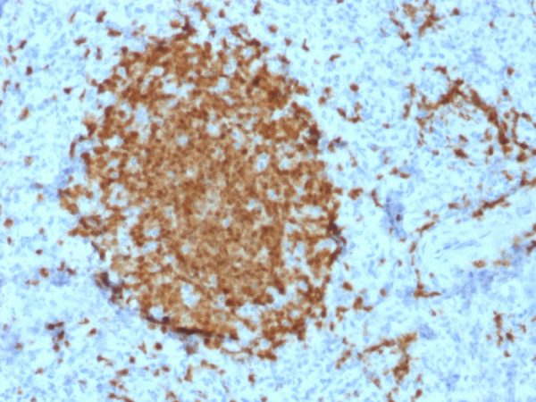 BOB.1 (B-Cell Marker) Antibody