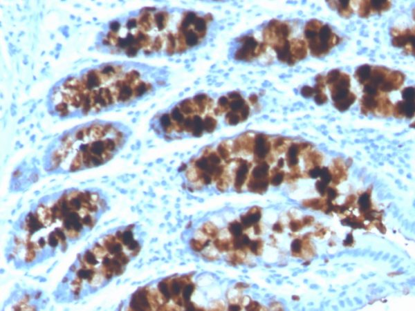 Formalin-fixed, paraffin-embedded human colon stained with Intelectin 1 / Omentin Mouse Monoclonal Antibody (ITLN1/4062).