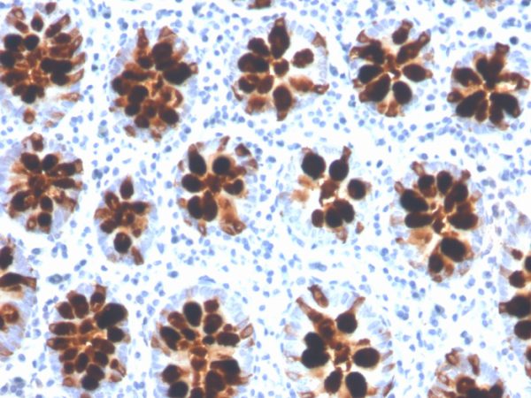 Formalin-fixed, paraffin-embedded human colon stained with Intelectin 1 / Omentin Mouse Monoclonal Antibody (ITLN1/4066).