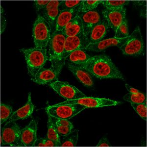 Beta-2-Microglobulin Antibody in Immunofluorescence (IF)