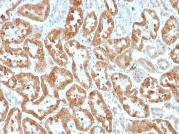 Recombinant Cycloxygenase-2 (COX-2) Antibody