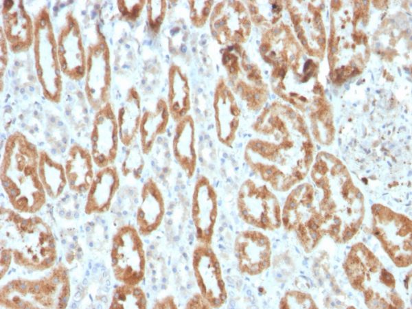 Recombinant Cycloxygenase-2 (COX-2) Antibody - Image 2