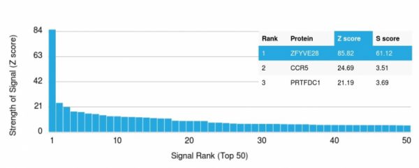 Analysis of Protein Array containing more than 19,000 full-length human proteins using ZFYVE28 Mouse Monoclonal Antibody (LST2/2426) Z- and S- Score: The Z-score represents the strength of a signal that a monoclonal antibody (Monoclonal Antibody) (in combination with a fluorescently-tagged anti-IgG secondary antibody) produces when binding to a particular protein on the HuProtTM array. Z-scores are described in units of standard deviations (SD's) above the mean value of all signals generated on that array. If targets on HuProtTM are arranged in descending order of the Z-score, the S-score is the difference (also in units of SD's) between the Z-score. S-score therefore represents the relative target specificity of a Monoclonal Antibody to its intended target. A Monoclonal Antibody is considered to specific to its intended target, if the Monoclonal Antibody has an S-score of at least 2.5. For example, if a Monoclonal Antibody binds to protein X with a Z-score of 43 and to protein Y with a Z-score of 14, then the S-score for the binding of that Monoclonal Antibody to protein X is equal to 29.