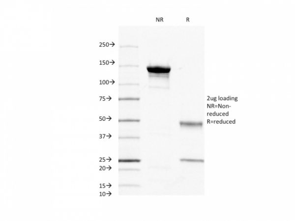 CD45 / LCA (B-Cell Marker) Antibody - Image 3