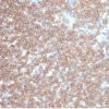 Recombinant CD45RA / LCA (B-Cell Marker) Antibody - Image 2