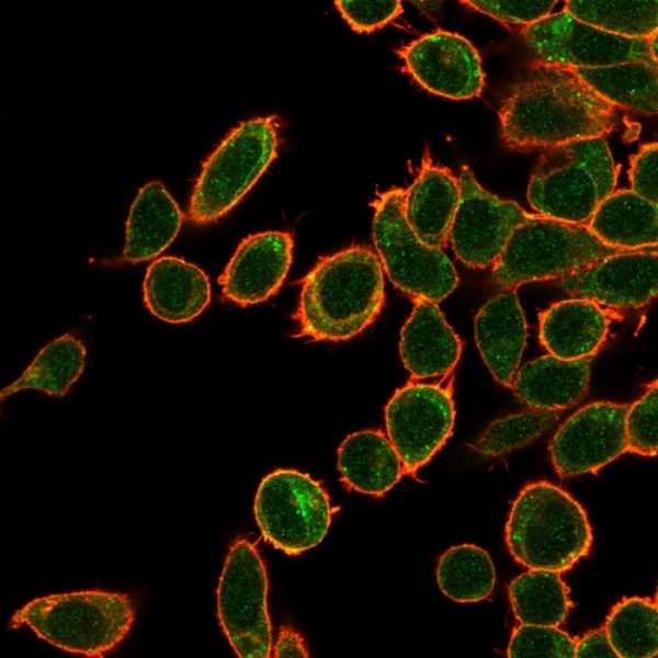Immunofluorescent analysis of PFA-fixed HeLa cells. OVOL2 Mouse Monoclonal Antibody (PCRP-OVOL2-2A1) followed by goat anti-mouse IgG-CF488 (green); phalloidin counterstain (red).